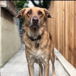 Meet your Posher, Alan